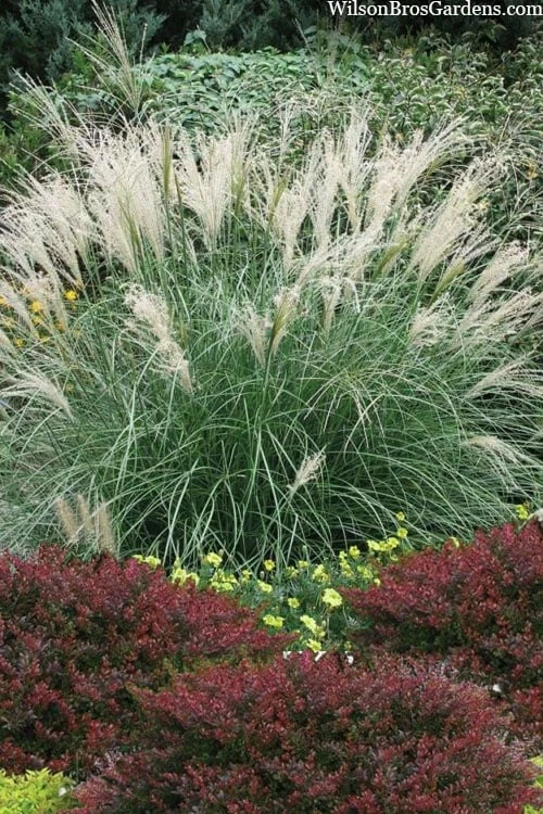 Little Kitten Dwarf Maiden Grass - Miscanthus Sinensis - 1 Gallon Pot 3 Little Kitten Dwarf Maiden Grass - Miscanthus Sinensis - 1 Gallon Pot