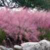 Pink Muhly Grass (Cotton Candy Grass) - 16 Pack Of 1 Gallon Pots -Plant Shop muhlenbergia capillaris pink muhly cotton candy grass 202 1