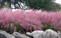 Pink Muhly Grass (Cotton Candy Grass) - 16 Pack Of 1 Gallon Pots -Plant Shop muhlenbergia capillaris pink muhly cotton candy grass 204 1