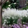White Cloud Muhly Grass - 10 Inch Pot -Plant Shop muhlenbergia capillaris white cloud muhly grass 12
