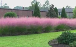Pink Muhly Grass - Cotton Candy Grass - 2 Gallon Pot -Plant Shop muhly grass pink 70