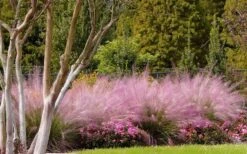 Pink Muhly Grass (Cotton Candy Grass) - 16 Pack Of 1 Gallon Pots -Plant Shop muhly grass pink 76