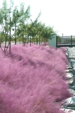 Pink Muhly Grass - Cotton Candy Grass - 2 Gallon Pot -Plant Shop muhly grass pink 77