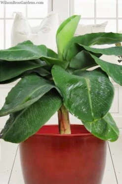 Little Prince Banana Plant - 1 Gallon Pot 9 Little Prince Banana Plant - 1 Gallon Pot -Plant Shop musa little prince dwarf banana plant 1