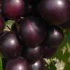 Jumbo Black Muscadine Grape Vine - 6 Pack Of 1 Gallon Pots 2 Jumbo Black Muscadine Grape Vine - 6 Pack Of 1 Gallon Pots -Plant Shop muscadine jumbo 100