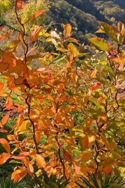 Zydeco Twist Black Gum Tree - 7 Gallon Pot (3-4') -Plant Shop nyssa sylvatica zydeco twist black gum tupelo tree 4 1