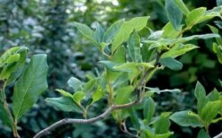 Zydeco Twist Black Gum Tree - 7 Gallon Pot (3-4') -Plant Shop nyssa sylvatica zydeco twist black gum tupelo tree 8 1