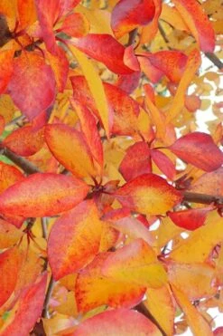 Zydeco Twist Black Gum Tree - 7 Gallon Pot (3-4') -Plant Shop nyssa sylvatica zydeco twist black gum tupelo tree 9 1