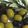 Arbequina Olive Tree - 5 Gallon Pot 2 Arbequina Olive Tree - 5 Gallon Pot -Plant Shop olive arbequina 5 2