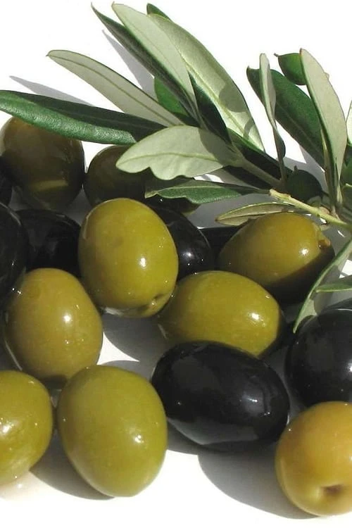Arbequina Olive Tree - 7 Gallon Pot (4-5') 3 Arbequina Olive Tree - 7 Gallon Pot (4-5')