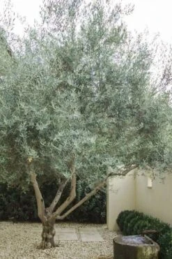Arbequina Olive Tree - 2 Gallon Pot -Plant Shop olive tree arbequina 4 3