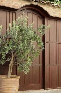 Arbequina Olive Tree - 1 Gallon Pot 12 Arbequina Olive Tree - 1 Gallon Pot -Plant Shop olive tree arbequina 6 1