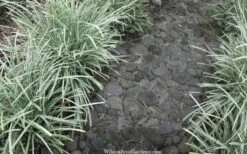 Silver Mist Mondo Grass - 6 Pack Of Pint Pots 12 Silver Mist Mondo Grass - 6 Pack Of Pint Pots -Plant Shop ophiopogon japonicus silver20mist modo grass 4