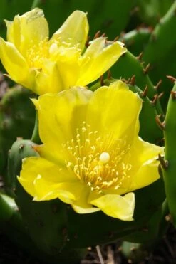 Eastern Prickly Pear Cactus (Opuntia Humifusa) - 3 Gallon Pot -Plant Shop opuntia humifusa eastern prickly pear cactus 1