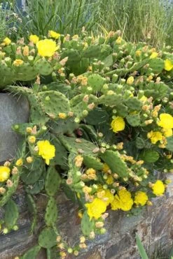Eastern Prickly Pear Cactus (Opuntia Humifusa) - 3 Gallon Pot -Plant Shop opuntia humifusa eastern prickly pear cactus 10