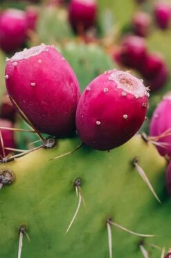 Eastern Prickly Pear Cactus (Opuntia Humifusa) - 3 Gallon Pot -Plant Shop opuntia humifusa eastern prickly pear cactus 12