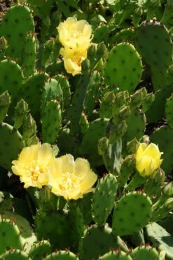 Eastern Prickly Pear Cactus (Opuntia Humifusa) - 3 Gallon Pot -Plant Shop opuntia humifusa eastern prickly pear cactus 4