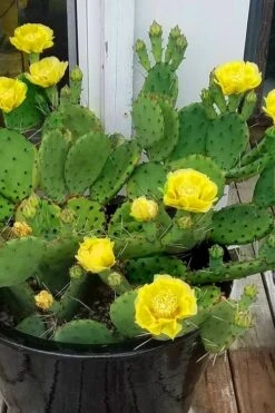 Eastern Prickly Pear Cactus (Opuntia Humifusa) - 3 Gallon Pot -Plant Shop opuntia humifusa eastern prickly pear cactus 9