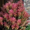 Party Lights Pink Flush Tea Olive - Osmanthus Heterophyllus - 1 Gallon Pot 1 Party Lights Pink Flush Tea Olive - Osmanthus Heterophyllus - 1 Gallon Pot -Plant Shop osmanthus heterophyllus party lights tea olive 102