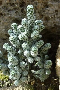 Coral Shrub (Ozothamnus Coralloides) - 2 Gallon Pot -Plant Shop ozothamnus coralloides coral shrub 2