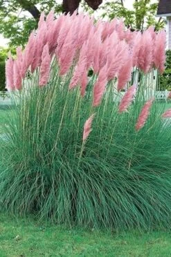 Pink Pampas Grass - 6 Pack Of 1 Gallon Pots -Plant Shop pampas grass pink 5 1