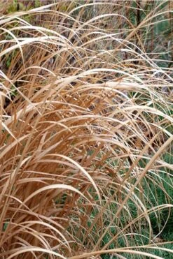 Tall Switch Grass (Panicum Virgatum) - 6 Pack Of 1 Gallon Pots -Plant Shop panicum virgatum switch grass 3