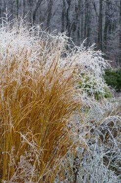 Tall Switch Grass (Panicum Virgatum) - 6 Pack Of 1 Gallon Pots -Plant Shop panicum virgatum switch grass 6