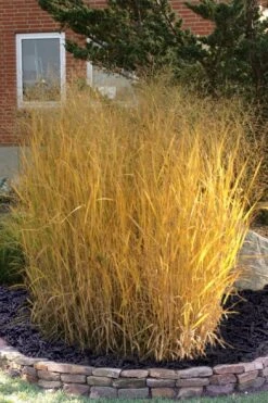 Tall Switch Grass (Panicum Virgatum) - 6 Pack Of 1 Gallon Pots -Plant Shop panicum virgatum tall switch grass 10