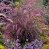 Purple Fountain Grass (Pennisetum Rubrum) - 5 Pack Of Quart Pots 1 Purple Fountain Grass (Pennisetum Rubrum) - 5 Pack Of Quart Pots -Plant Shop pennisetum rubrum purple fountain grass 103 1