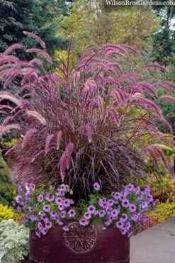 Purple Fountain Grass (Pennisetum Rubrum) - 2.5 Quart Pot