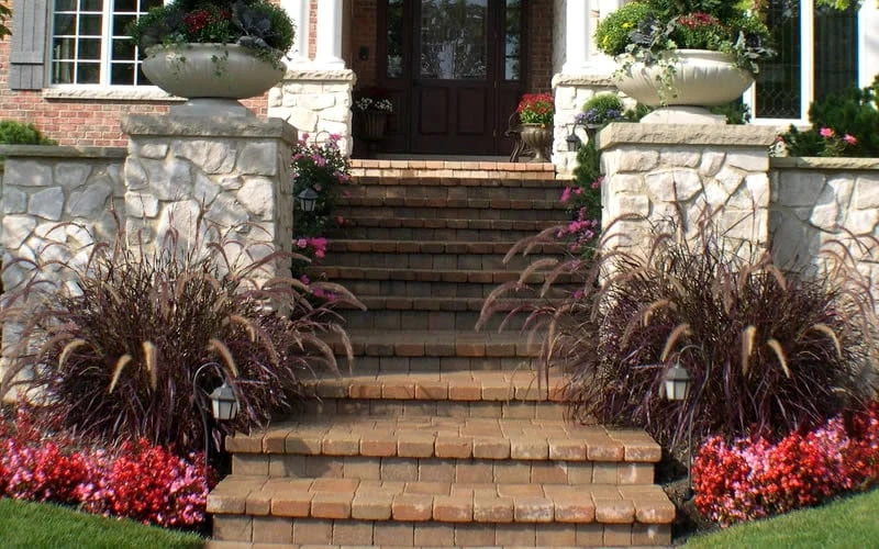 Purple Fountain Grass (Pennisetum Rubrum) - 5 Pack Of Quart Pots 6 Purple Fountain Grass (Pennisetum Rubrum) - 5 Pack Of Quart Pots - Image 4