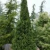 Cupressina Columnar Norway Spruce (Picea Abies) - 5 Gallon Pot 2 Cupressina Columnar Norway Spruce (Picea Abies) - 5 Gallon Pot -Plant Shop picea abies cupressina columnar norway spruce 10