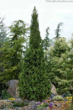 Cupressina Columnar Norway Spruce (Picea Abies) - 5 Gallon Pot -Plant Shop picea abies cupressina columnar norway spruce 6