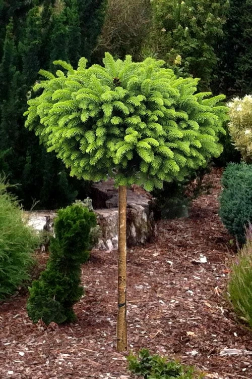 Little Gem Dwarf Norway Spruce Tree (Single Trunk) - 6 Gallon Pot (3-4') 6 Little Gem Dwarf Norway Spruce Tree (Single Trunk) - 6 Gallon Pot (3-4') - Image 4