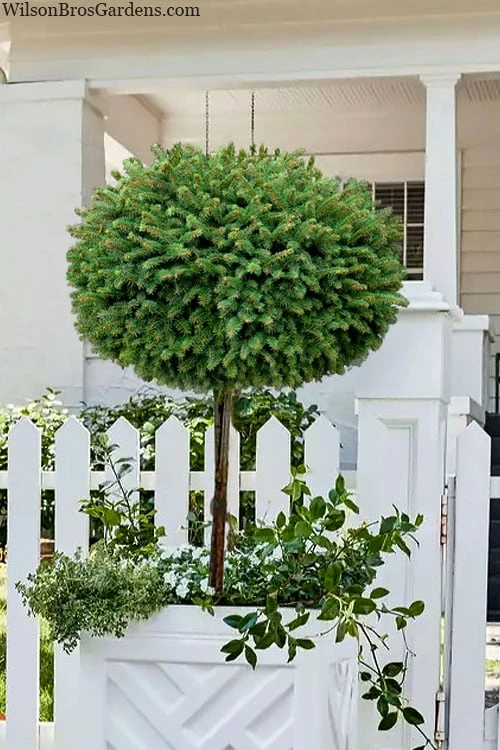 Little Gem Dwarf Norway Spruce Tree (Single Trunk) - 6 Gallon Pot (3-4') 3 Little Gem Dwarf Norway Spruce Tree (Single Trunk) - 6 Gallon Pot (3-4')