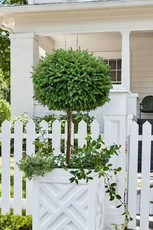 Little Gem Dwarf Norway Spruce Tree (Single Trunk) - 6 Gallon Pot (3-4') 7 Little Gem Dwarf Norway Spruce Tree (Single Trunk) - 6 Gallon Pot (3-4') - Image 5