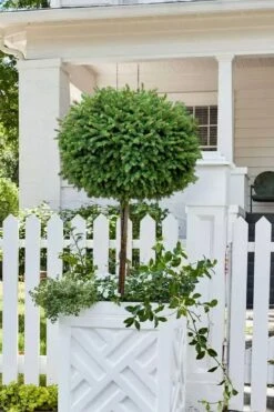 Little Gem Dwarf Norway Spruce Tree (Single Trunk) - 1 Gallon Pot -Plant Shop picea abies little gem dwarf norway spruce tree 5