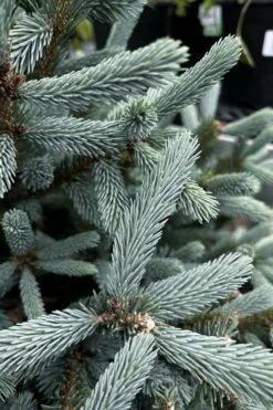 Paul's Select Blue Norway Spruce (Picea Abies) - 5 Gallon Pot -Plant Shop picea abies pauls select norway spruce 1