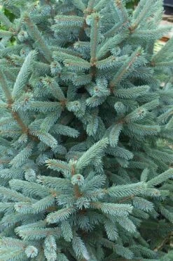 Paul's Select Blue Norway Spruce (Picea Abies) - 5 Gallon Pot -Plant Shop picea abies pauls select norway spruce 2