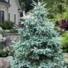 Paul's Select Blue Norway Spruce (Picea Abies) - 5 Gallon Pot 1 Paul's Select Blue Norway Spruce (Picea Abies) - 5 Gallon Pot -Plant Shop picea abies pauls select norway spruce 3