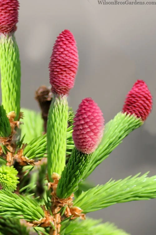 Pusch Dwarf Norway Spruce Topiary Tree - 3 Gallon Pot 7 Pusch Dwarf Norway Spruce Topiary Tree - 3 Gallon Pot - Image 5