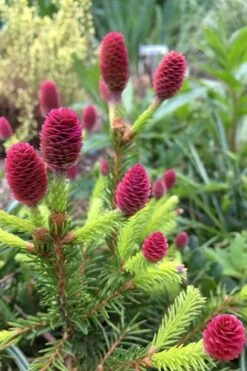 Pusch Dwarf Norway Spruce Topiary Tree - 3 Gallon Pot 10 Pusch Dwarf Norway Spruce Topiary Tree - 3 Gallon Pot -Plant Shop picea abies pusch dwarf norway spruce 16