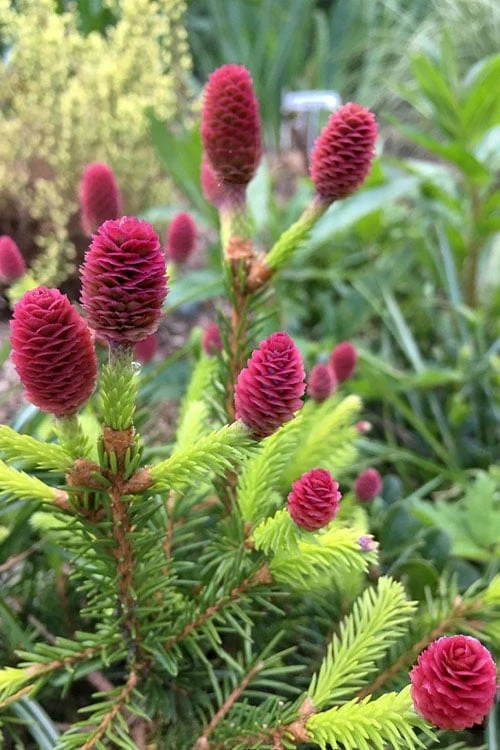 Pusch Dwarf Norway Spruce Topiary Tree - 3 Gallon Pot 6 Pusch Dwarf Norway Spruce Topiary Tree - 3 Gallon Pot - Image 4