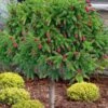 Pusch Dwarf Norway Spruce Topiary Tree - 3 Gallon Pot -Plant Shop picea abies pusch dwarf norway spruce single trunk topiary 2