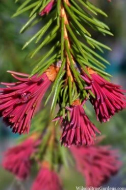 Red Tipped Norway Spruce (Picea Abies 'Rubra Spicata') - 6 Gallon Pot -Plant Shop picea abies rubra spicata red tip norway spruce 6