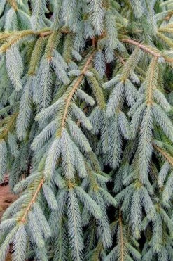 Bush's Lace Engelmann Spruce (Picea Engelmannii) - 3 Gallon Pot 9 Bush's Lace Engelmann Spruce (Picea Engelmannii) - 3 Gallon Pot -Plant Shop picea engelmannii bushs lace engelmann spruce 10