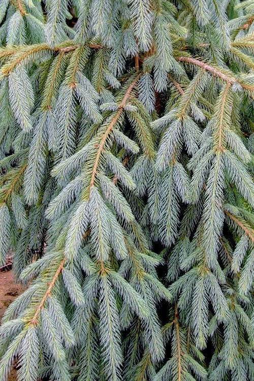 Bush's Lace Engelmann Spruce (Picea Engelmannii) - 3 Gallon Pot 6 Bush's Lace Engelmann Spruce (Picea Engelmannii) - 3 Gallon Pot - Image 4
