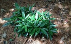 Dwarf Green Aucuba - Japanese Laurel - 3 Gallon Pot -Plant Shop picture aucuba dwarf green shrub 1