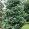 Silveray Korean Pine (Pinus Koraiensis) - 3 Gallon Pot 1 Silveray Korean Pine (Pinus Koraiensis) - 3 Gallon Pot -Plant Shop pinus koraiensis silveray korean pine 1