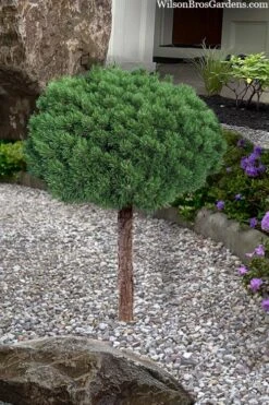 Valley Cushion Mugo Pine Single Trunk Topiary Tree - 2 Gallon Pot -Plant Shop pinus mugo valley cushion mugo pine single trunk topiary tree 4